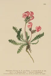 Kerners Läusekraut (Pedicularis Kerneri, Rhaetica Kerneri, Pedicularis rostrata, Pedicularis Rhaetica)